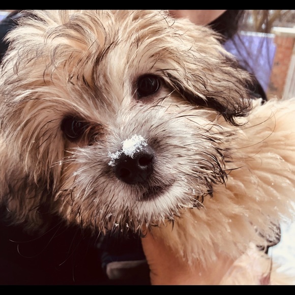 Meet your Posher, Chantel - Picture 1 of 1